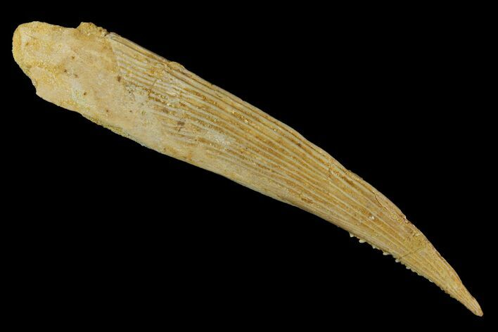 Fossil Shark (Hybodus) Dorsal Spine - Morocco #145366
